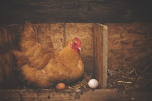 Read more about the article Как правильно выбирать яйца