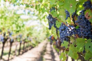 Read more about the article Маринованный виноград на зиму