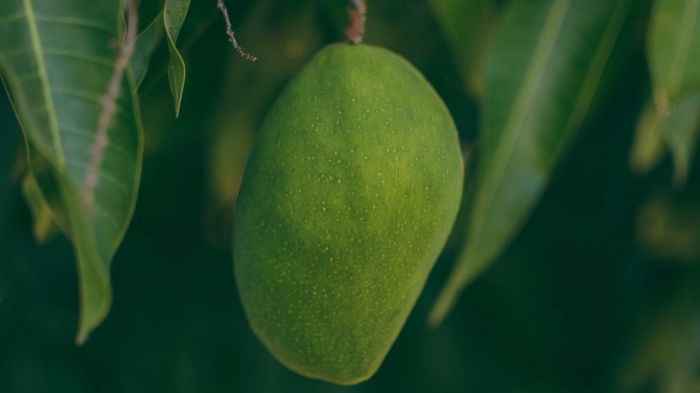 Read more about the article Как вырастить манго из косточки в домашних условиях